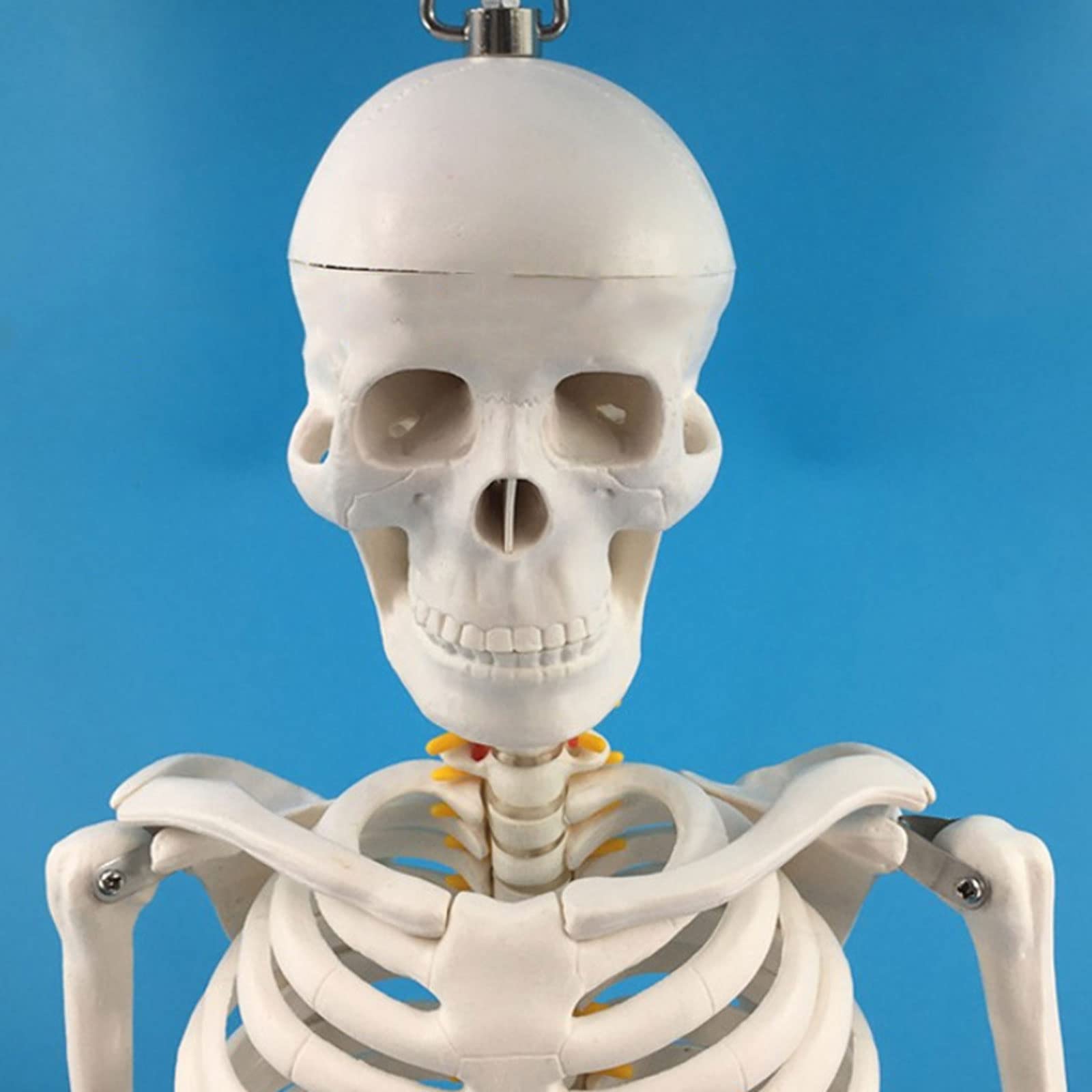 Amazon.co.jp: 人体模型 解剖モデル 33.4インチの人間の骨格